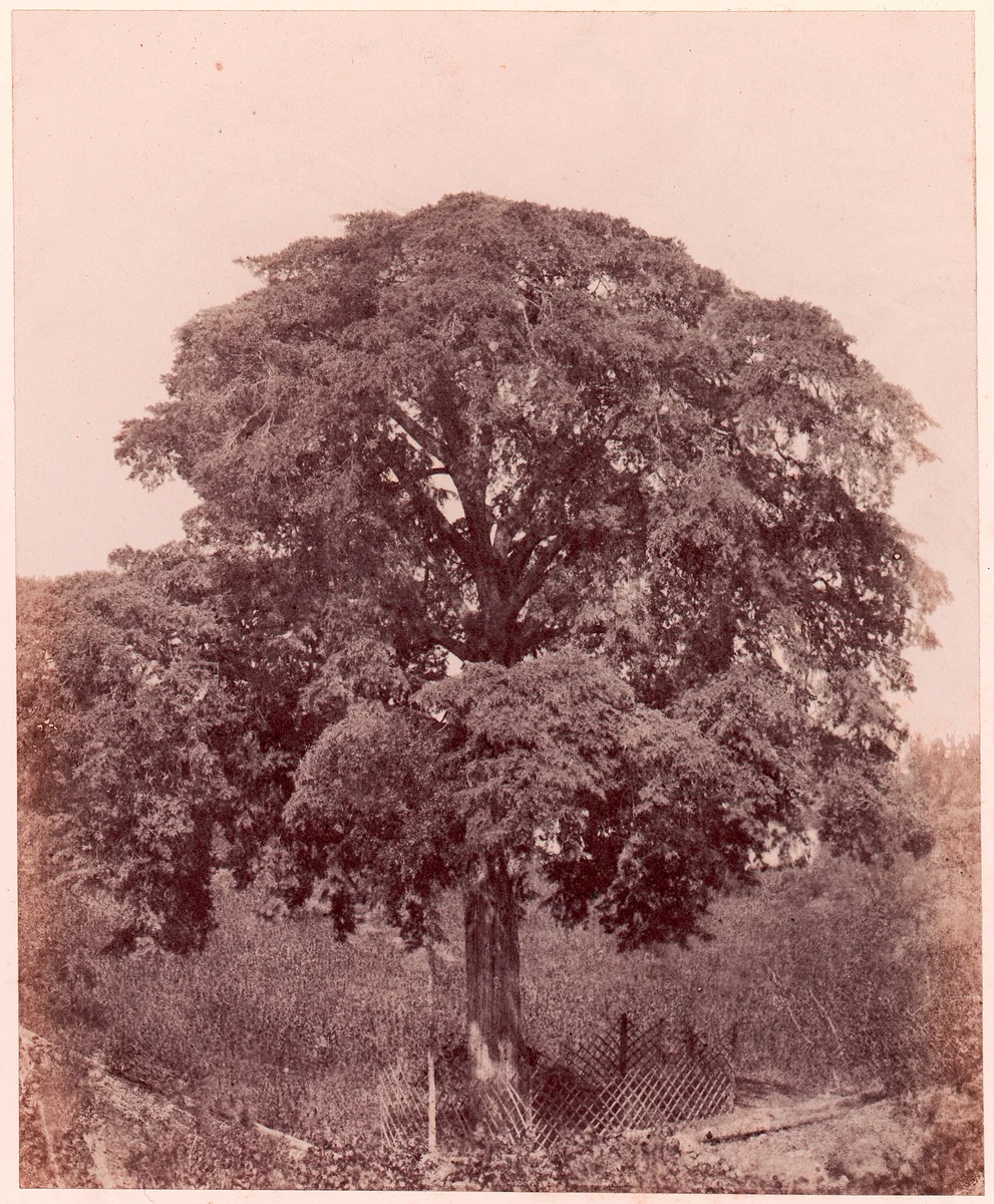Étude d'arbre by Edward King Tenison, photograph, 1850-1853