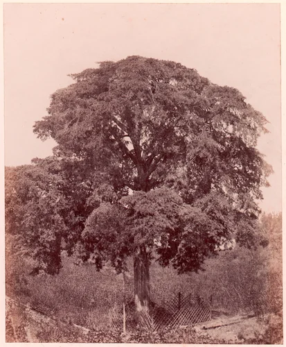 Étude d'arbre by Edward King Tenison, photograph, 1850-1853
