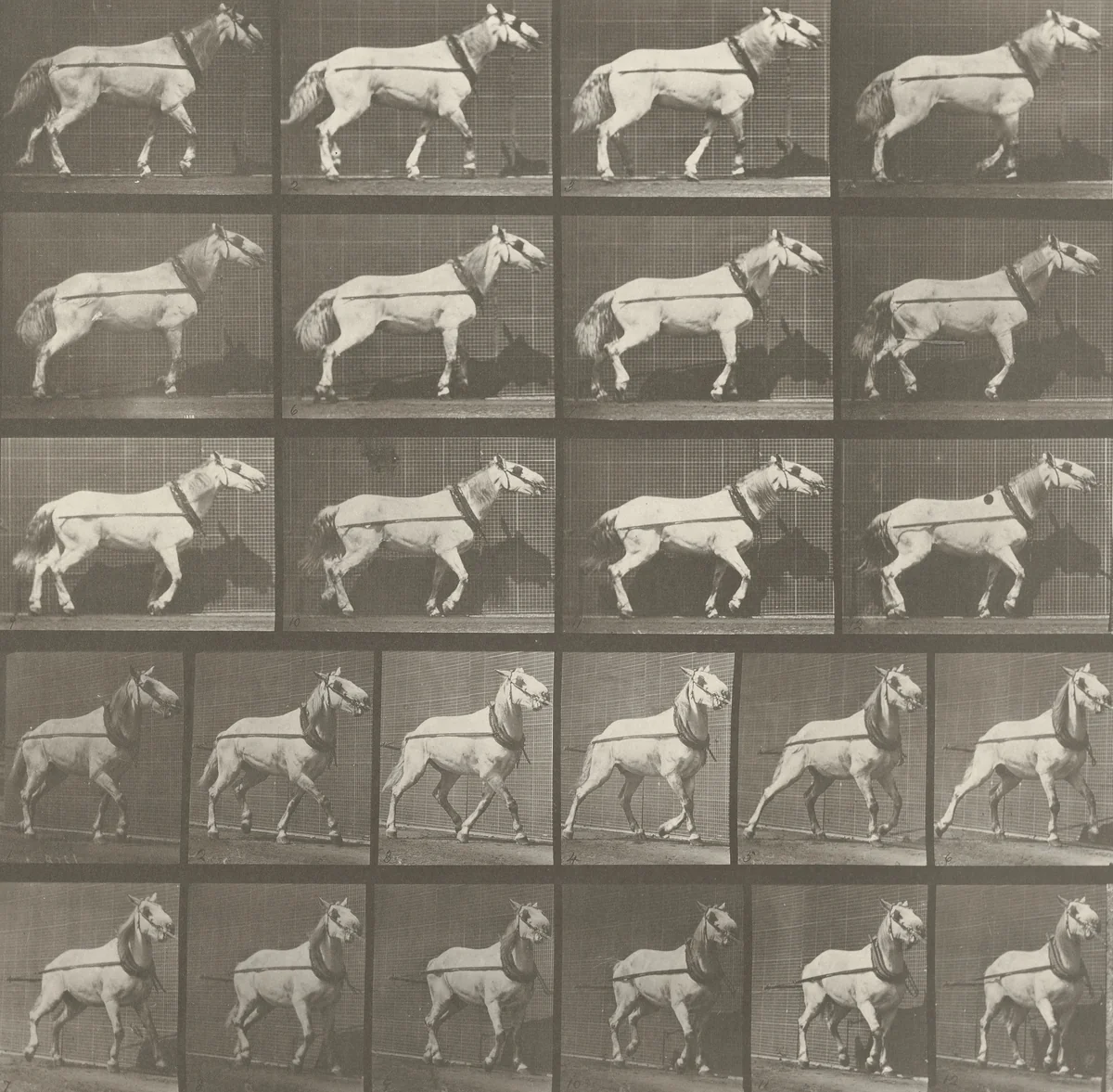 "Johnson" Hauling, Head Being Pulled: Plate 572 from Animal Locomotion (1887) by Eadweard Muybridge, photograph, 1884