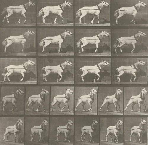 "Johnson" Hauling, Head Being Pulled: Plate 572 from Animal Locomotion (1887) by Eadweard Muybridge, photograph, 1884