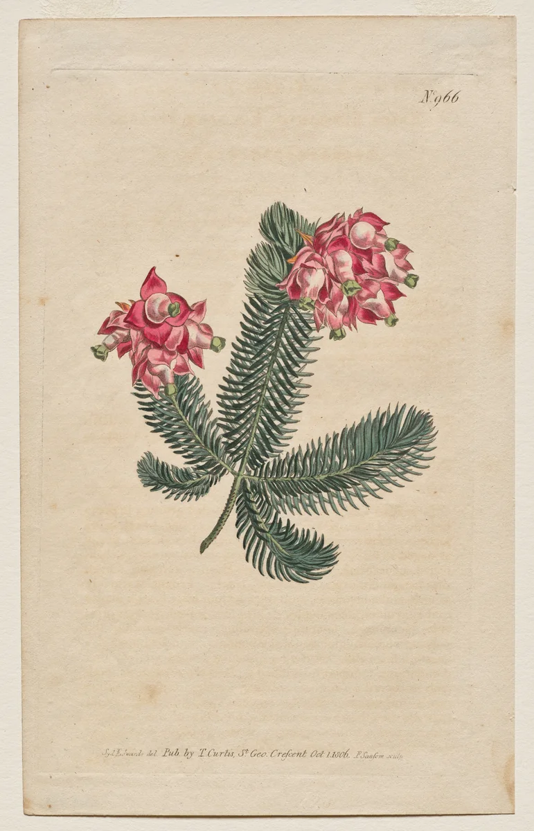 The Botanical Magazine or Flower Garden Displayed: Plate 966, Erica Elegans. Elegant Heath [Erica glauca] by Francis Sansom, print, 1806