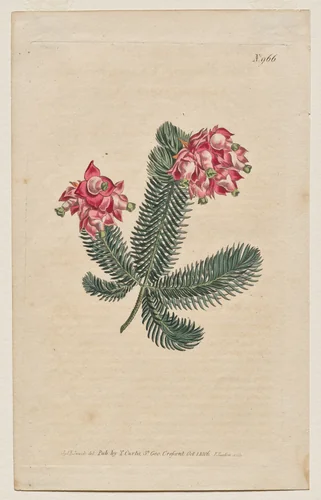 The Botanical Magazine or Flower Garden Displayed: Plate 966, Erica Elegans. Elegant Heath [Erica glauca] by Francis Sansom, print, 1806