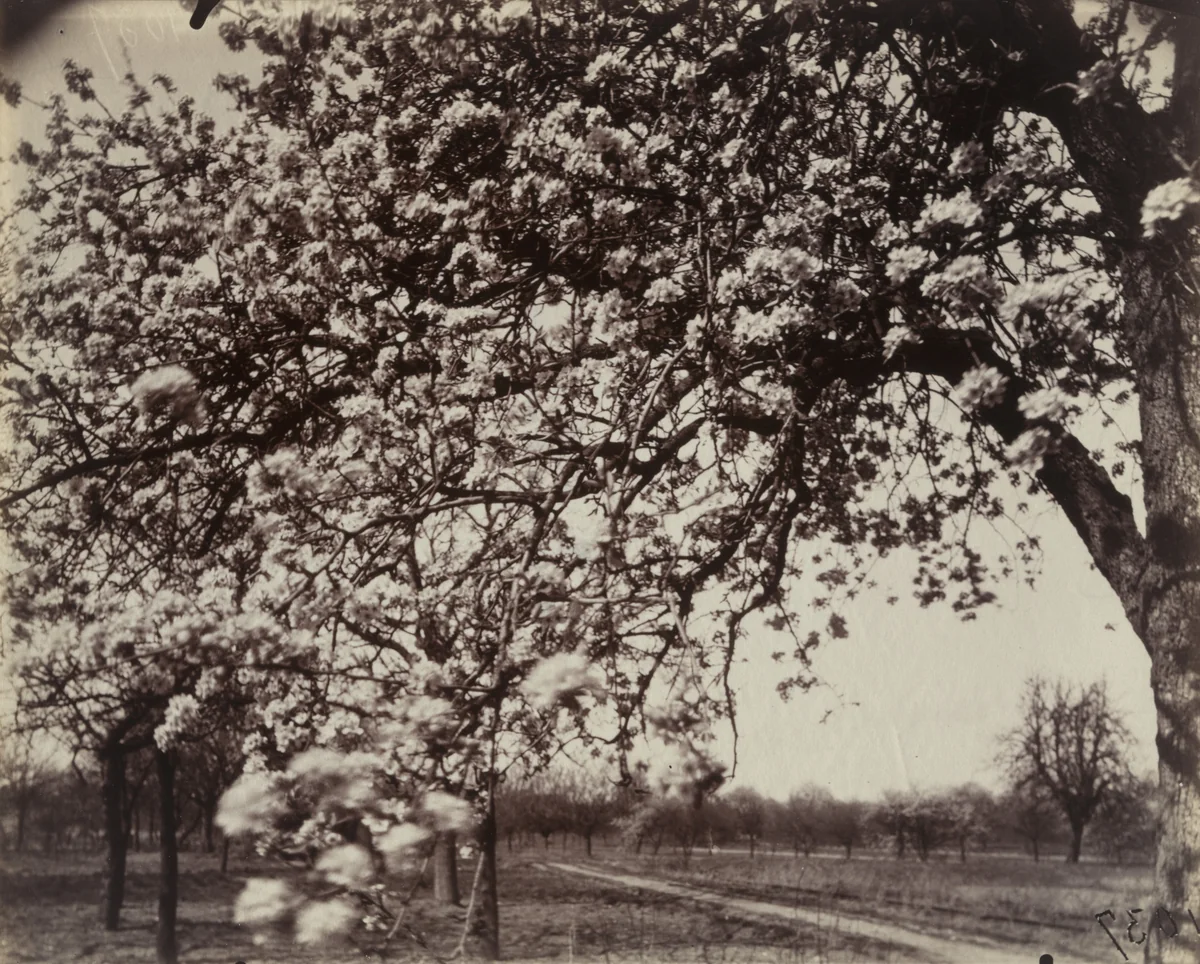 Poirier en fleurs by Eugène Atget, photograph, 1921