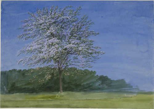 Study of a Tree in Bloom by William Turner, painting, 1830-1840