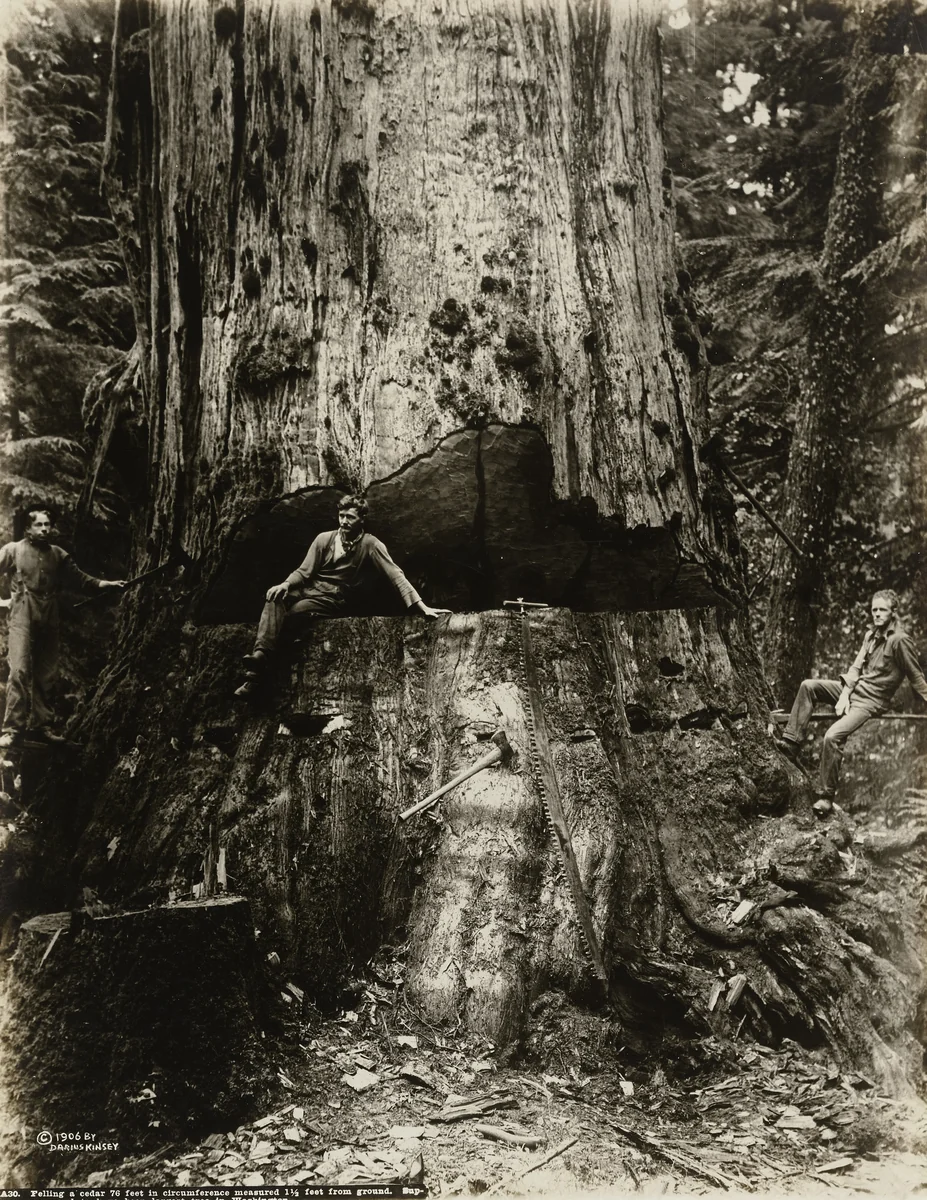 Felling a cedar 76 feet in circumference measured 1 1/2 feet from ground. Supposed to have been the largest tree in Washington by Darius Kinsey, photograph, 1906