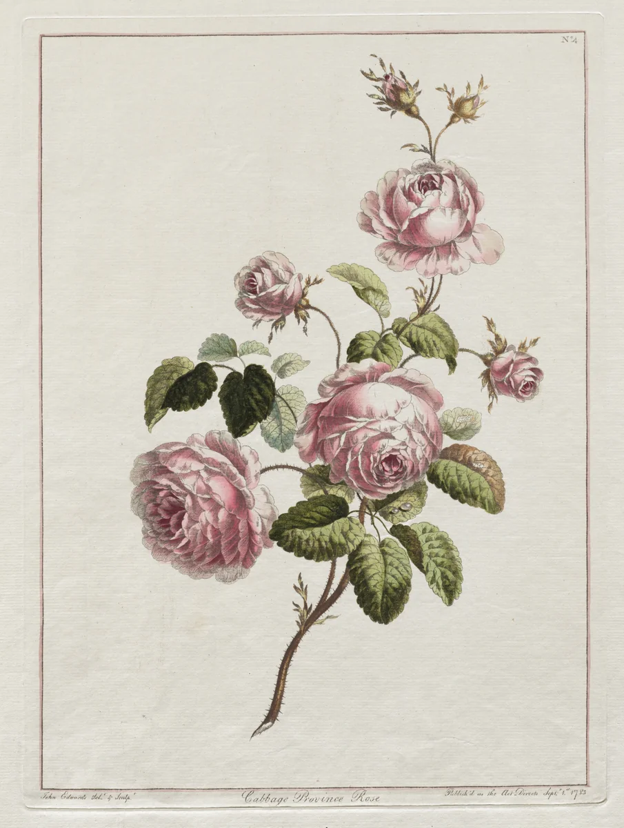 A Collection of Flowers Drawn after Nature - Cabbage Province Rose by John Edwards, print, 1801