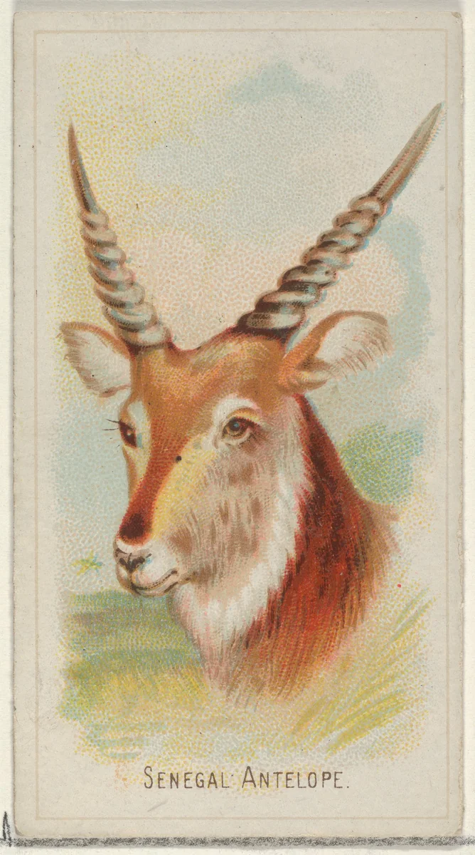 Senegal Antelope, from the Wild Animals of the World series (N25) for Allen & Ginter Cigarettes by Allen & Ginter, print, 1888