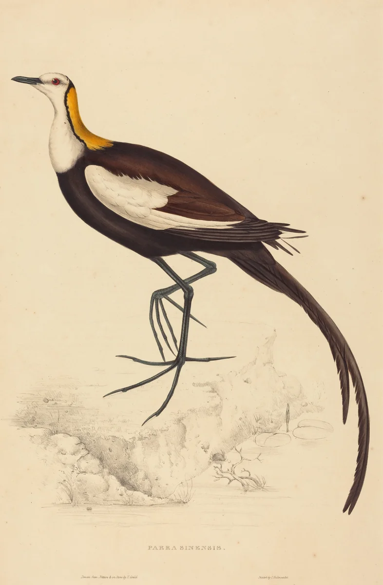 Parra Sinensis (Pheasant-Tailed Jacana) by Elizabeth Gould, print, 1804-1841