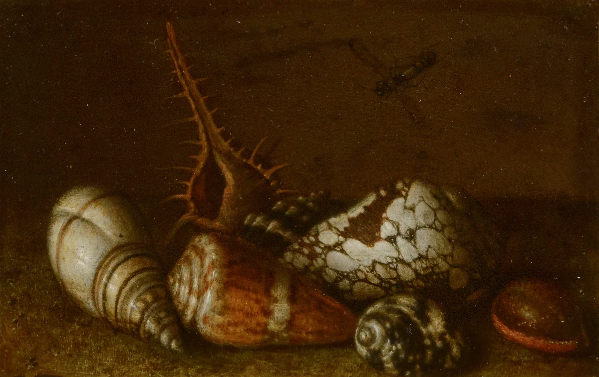 Shells on a Table by Balthasar van der Ast, painting
