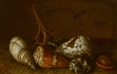 Shells on a Table by Balthasar van der Ast, painting