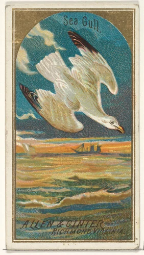 Seagull, from the Birds of America series (N4) for Allen & Ginter Cigarettes Brands by Allen & Ginter, print, 1888