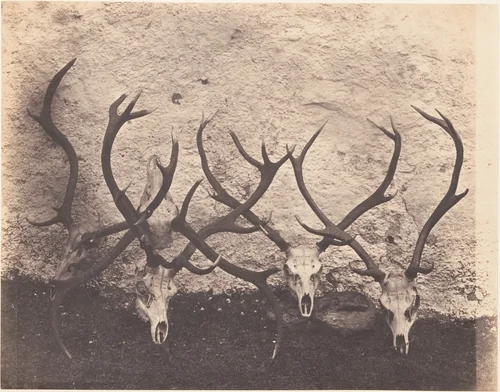 [Stags Heads - Dibedale] by Horatio Ross, photograph, 1856