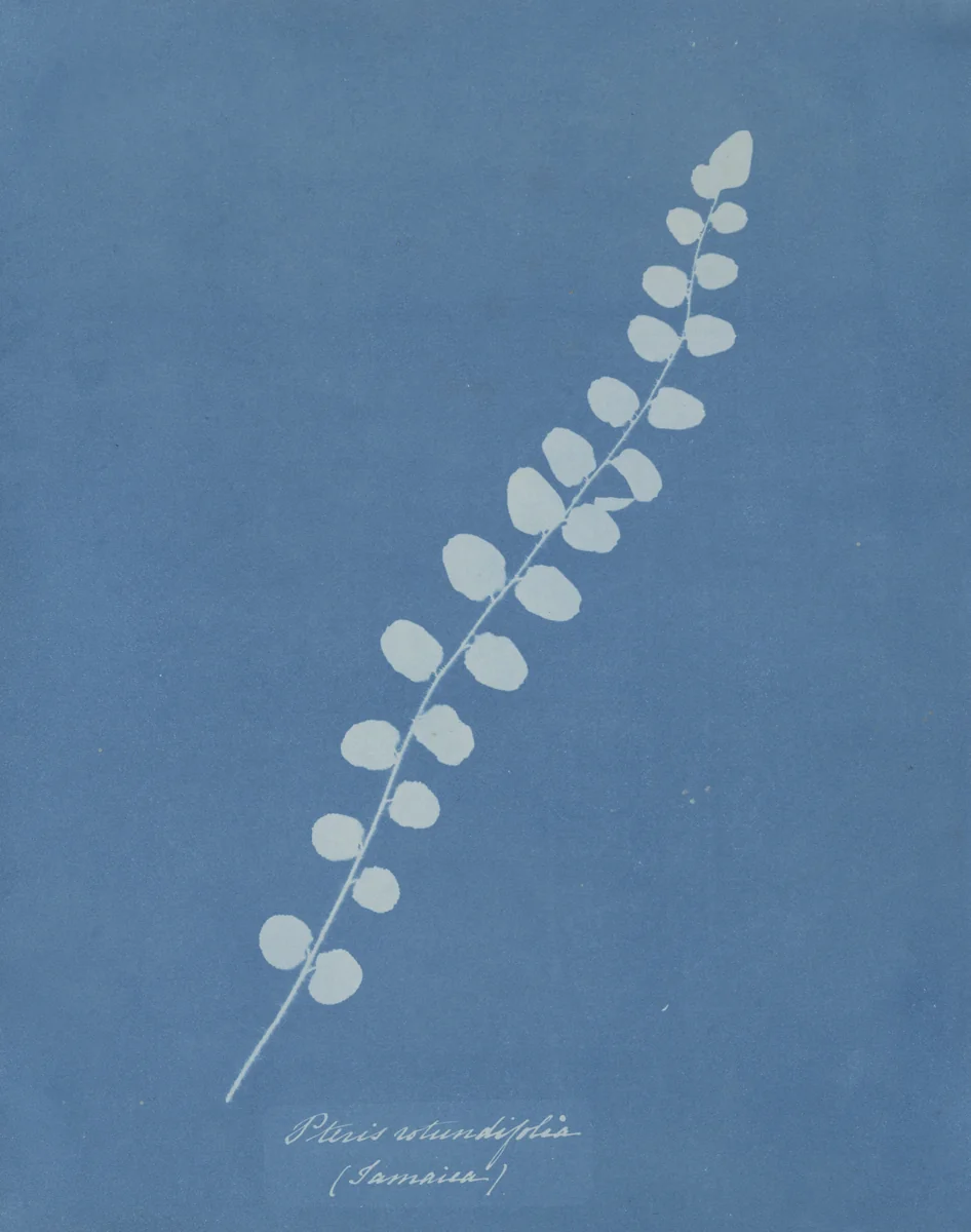 Pteris Rotundifolia (Jamaica) from the album Cyanotypes of British and Foreign Plants and Ferns by Anna Atkins, photograph, 1853