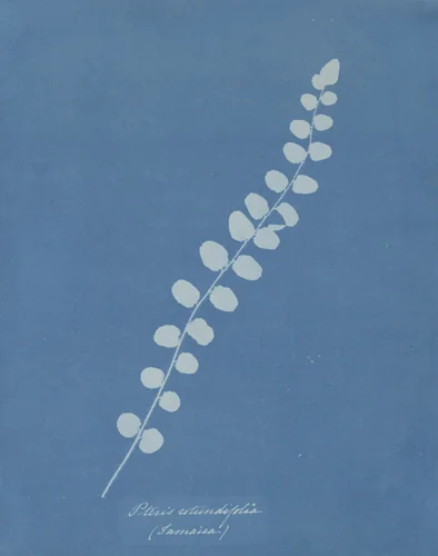 Pteris Rotundifolia (Jamaica) from the album Cyanotypes of British and Foreign Plants and Ferns by Anna Atkins, photograph, 1853
