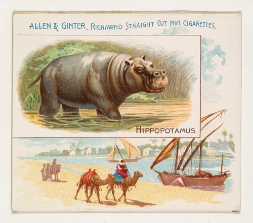 Hippopotamus, from Quadrupeds series (N41) for Allen & Ginter Cigarettes by Allen & Ginter, print, 1890