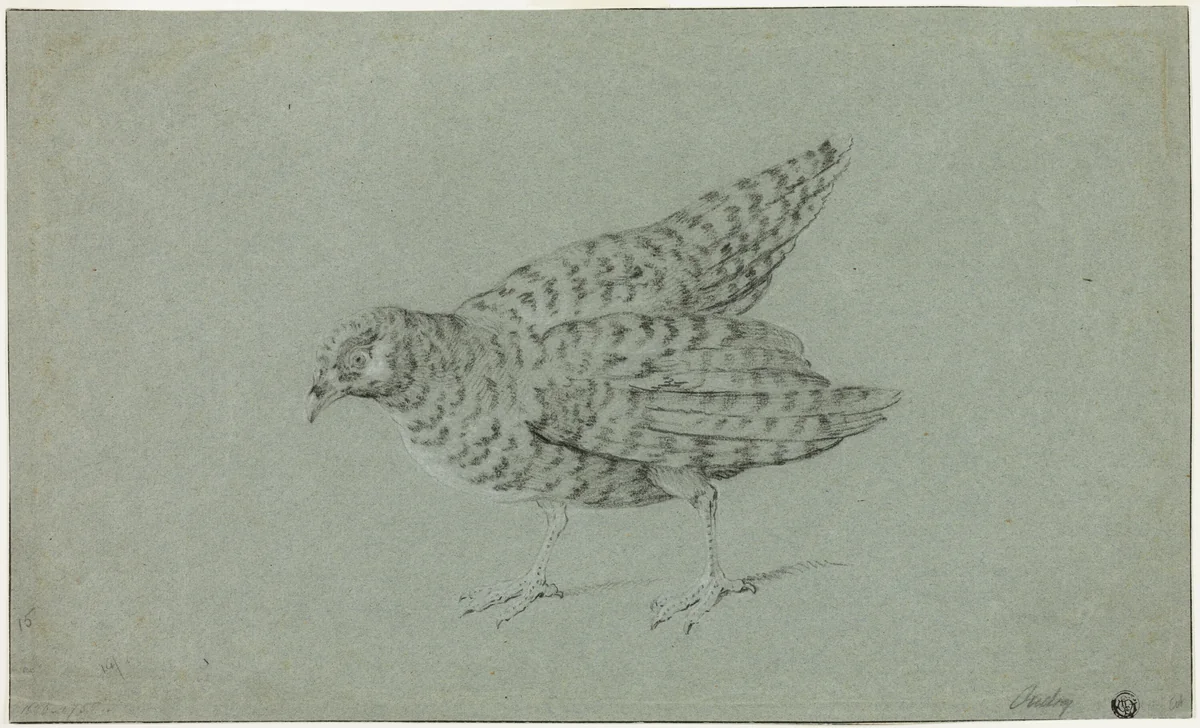 Partridge by Jean-Baptiste Oudry, drawing, 1706-1755