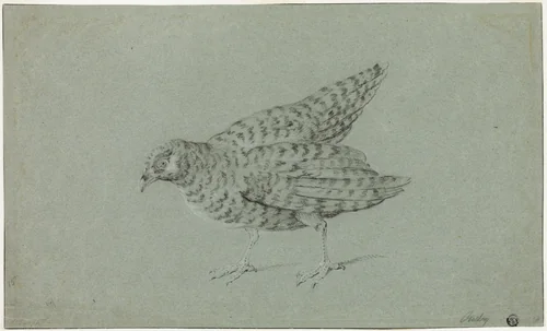 Partridge by Jean-Baptiste Oudry, drawing, 1706-1755