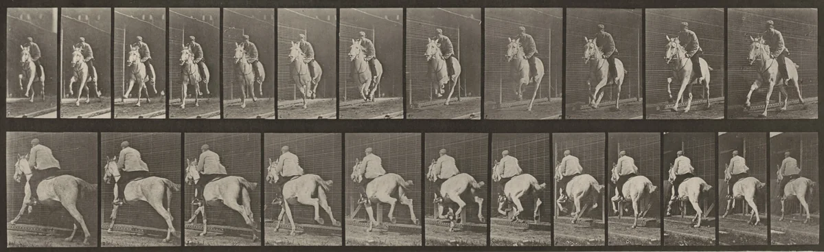 Plate Number 630. "Pandora" galloping, saddled by Eadweard Muybridge, photograph, 1887