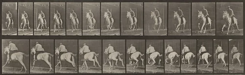 Plate Number 630. "Pandora" galloping, saddled by Eadweard Muybridge, photograph, 1887