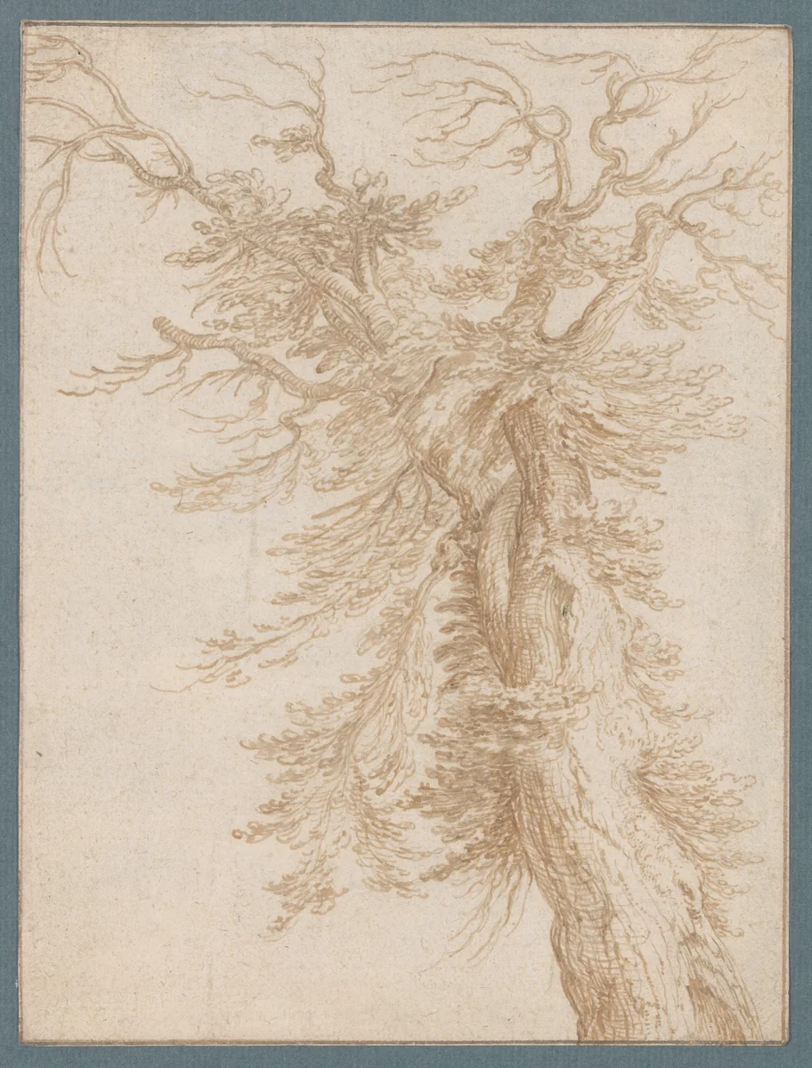 Study of a Tree by Jacques de Gheyn II, drawing, 1580-1629