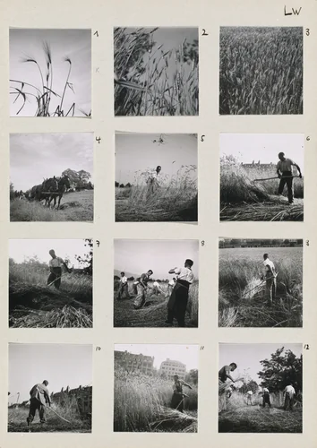 Die Landwirtschaft (Farming) 1-12 by Robert Frank, photograph, 1944-1946