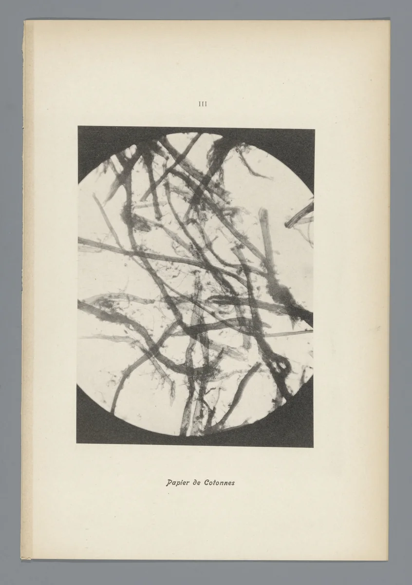 Microfoto’s van papiervezels by anonymous, photograph, 1900