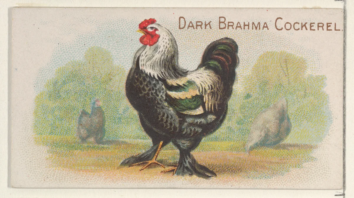 Dark Brahma Cockerel, from the Prize and Game Chickens series (N20) for Allen & Ginter Cigarettes by Allen & Ginter, print, 1891