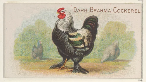 Dark Brahma Cockerel, from the Prize and Game Chickens series (N20) for Allen & Ginter Cigarettes by Allen & Ginter, print, 1891