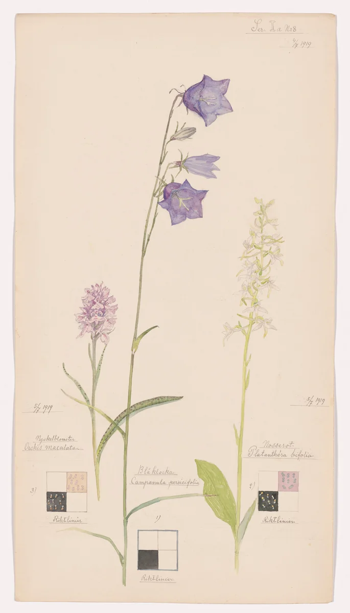 Campanula persicifolia (Peach-Leaved Bellflower), Orchis maculata (Heath Spotted-Orchid), Platanthera bifolia (Lesser Butterfly-Orchid). Sheet 17 from the portfolio Nature Studies by Hilma af Klint, drawing, 1919