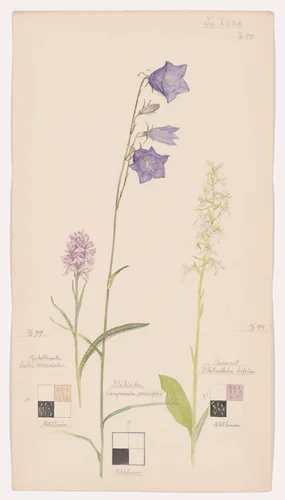 Campanula persicifolia (Peach-Leaved Bellflower), Orchis maculata (Heath Spotted-Orchid), Platanthera bifolia (Lesser Butterfly-Orchid). Sheet 17 from the portfolio Nature Studies by Hilma af Klint, drawing, 1919