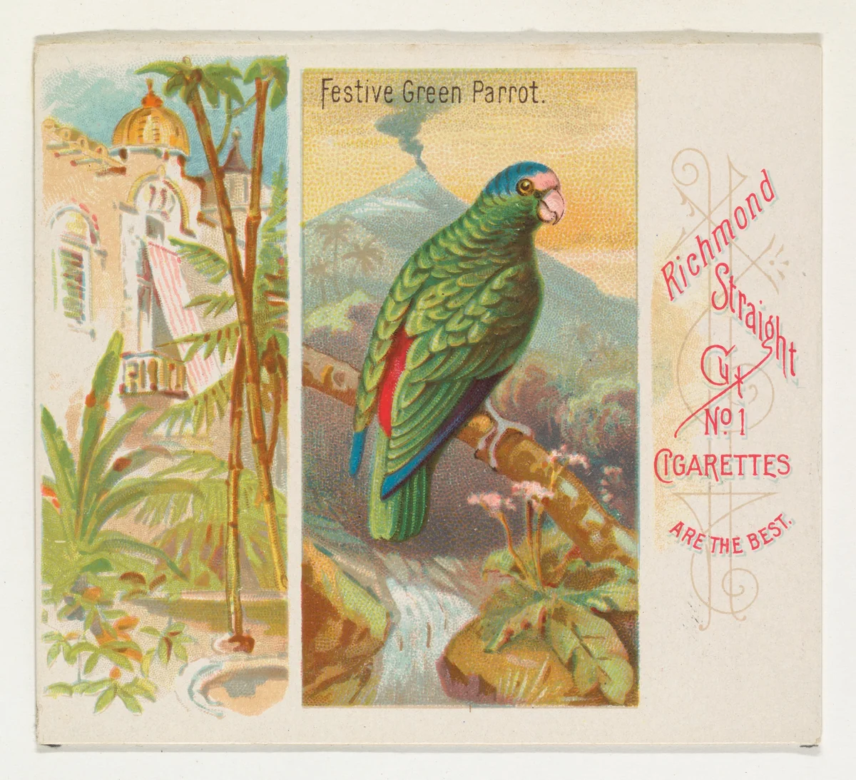 Festive Green Parrot, from Birds of the Tropics series (N38) for Allen & Ginter Cigarettes by Allen & Ginter, print, 1889