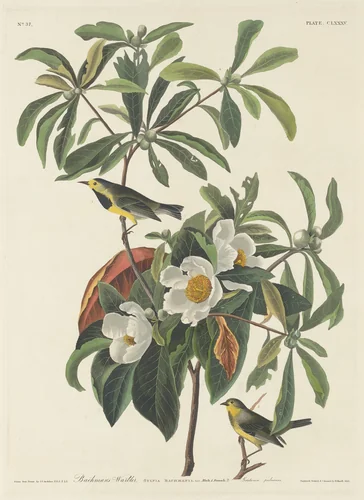 Bachman's Warbler by Robert Havell, Jr.; John James Audubon, print, 1834