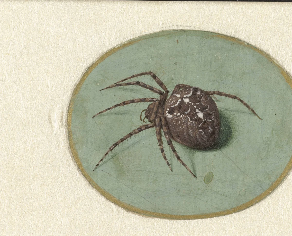 Spider by Jan Augustin van der Goes, drawing, 1690-1700