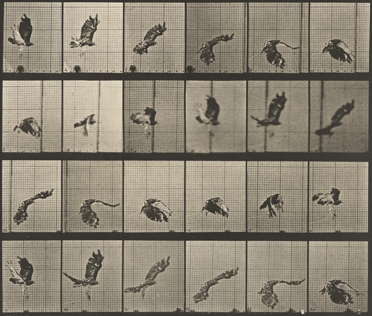 Red-Tailed Hawk Flying: Plate 763 from Animal Locomotion by Eadweard Muybridge, photograph, 1884