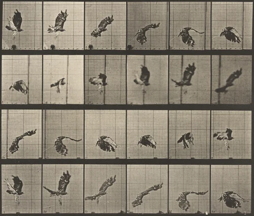 Red-Tailed Hawk Flying: Plate 763 from Animal Locomotion by Eadweard Muybridge, photograph, 1884