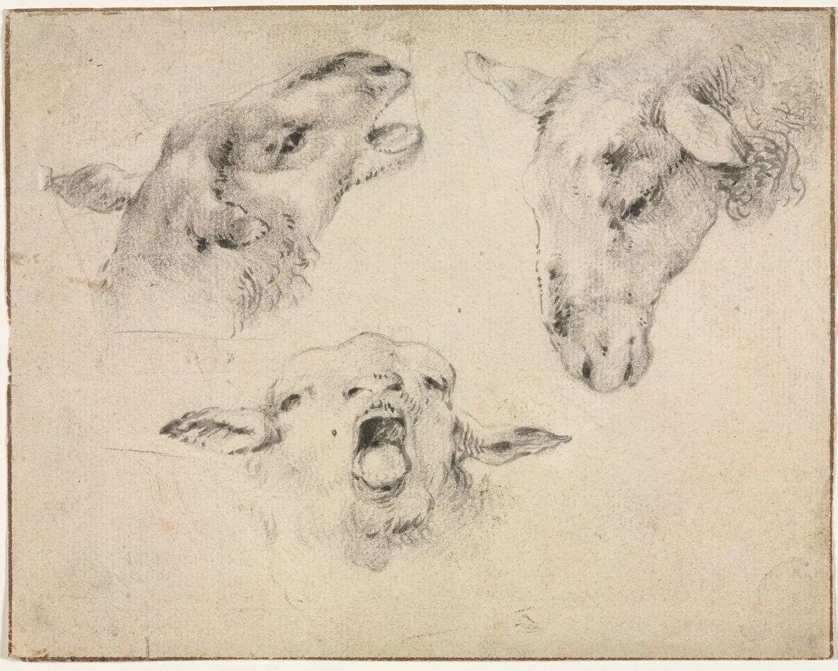 Sheep Heads by Wouter Verschuur, drawing, 1850-1899