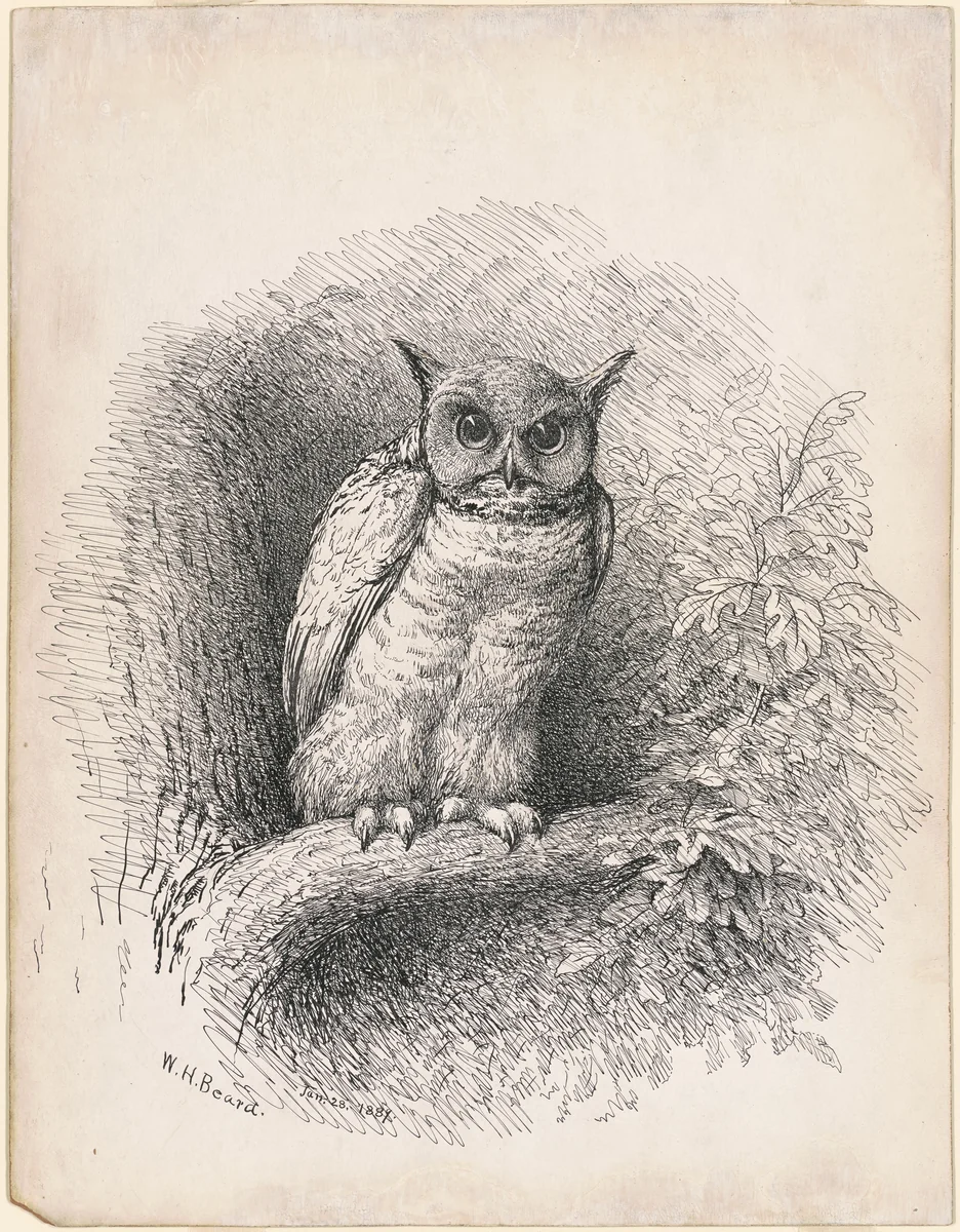 Owl by William Holbrook Beard, drawing, 1889