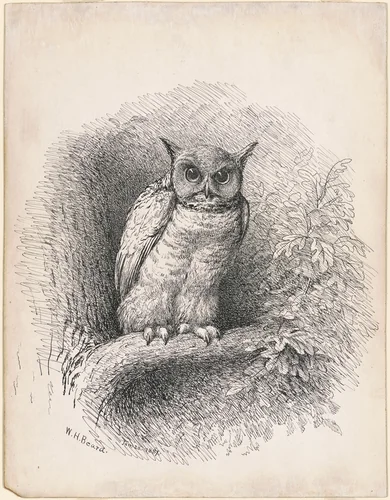 Owl by William Holbrook Beard, drawing, 1889