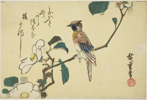 Black-naped oriole on camellia branch by Utagawa Hiroshige (歌川広重), print