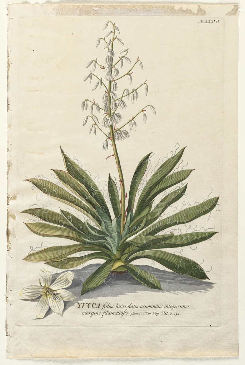 Plantae Selectae: No. 37 - Yucca by Georg Dionysius Ehret, print, 1773
