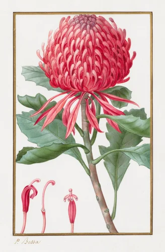 Untitled by Pancrace Bessa, drawing, 1828-1835