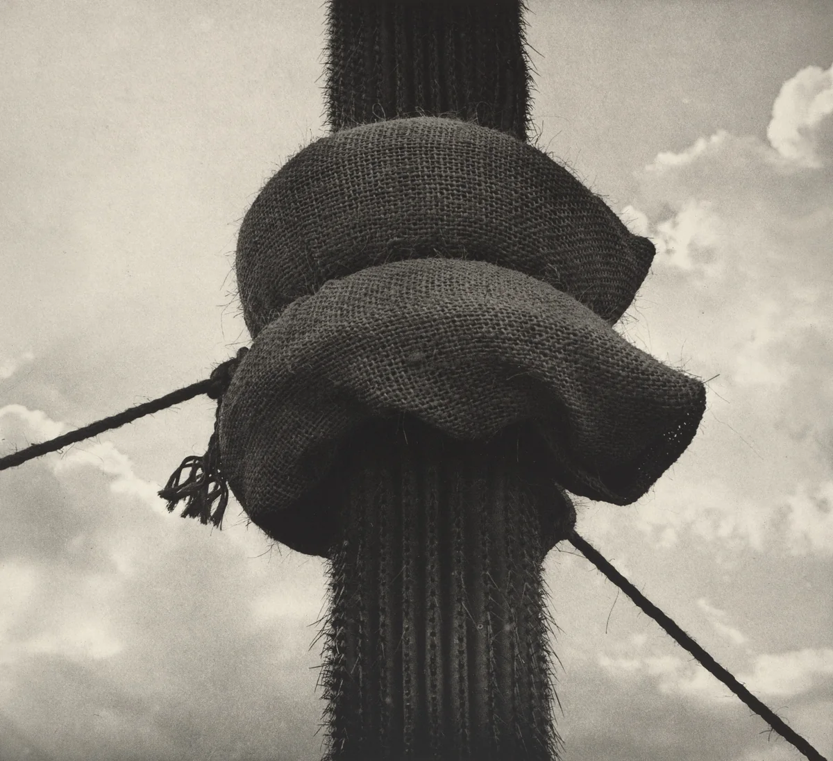 Jardín Botánico de Oaxaca, México (Oaxaca Botanical Garden, Mexico) by Graciela Iturbide
Francisco Toledo
Alejandro de Ávila, photograph, 2002