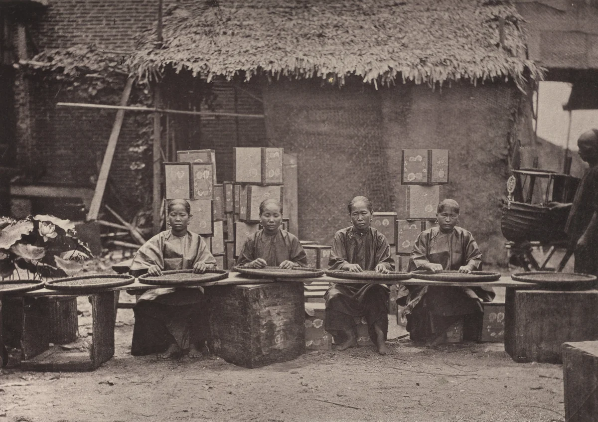 Tea Picking in Canton by John Thomson, photograph, 1873