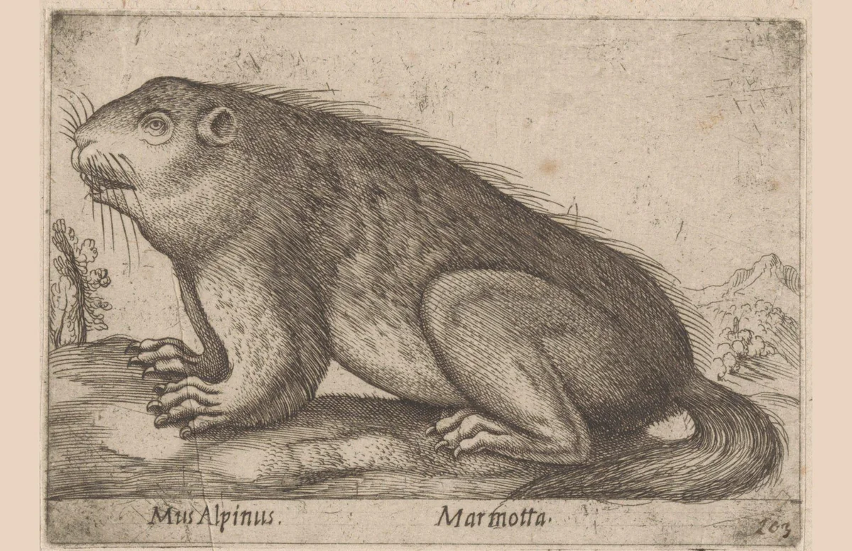 Marmot by Antonio Tempesta, print, 1565-1630