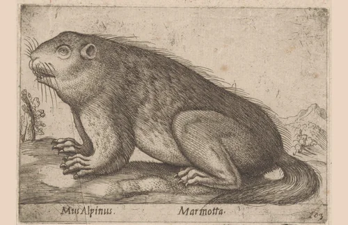 Marmot by Antonio Tempesta, print, 1565-1630