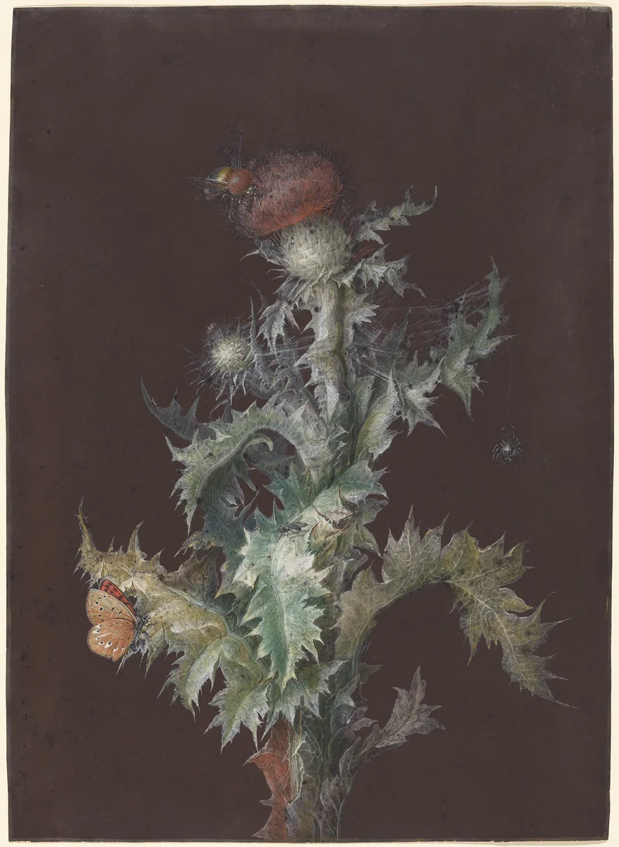 Thistle with Insects by Johann Christoph Dietzsch, drawing, 1755