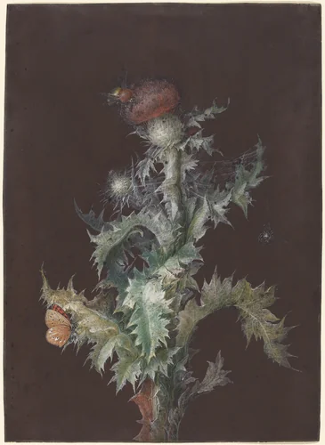Thistle with Insects by Johann Christoph Dietzsch, drawing, 1755