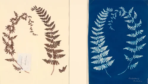 Untitled (Fern Study), c. 1850, from the Hatton Fern Album by anonymous, photograph, 1845-1855