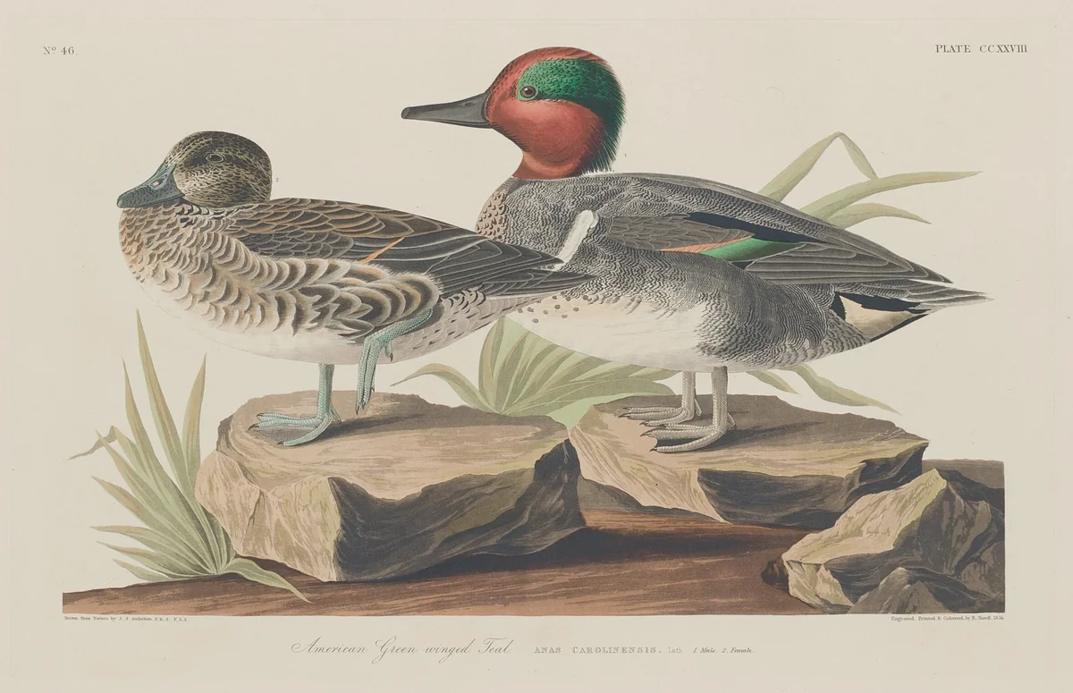 American Green-Winged Teal by Robert Havell, Jr.; John James Audubon, print, 1834