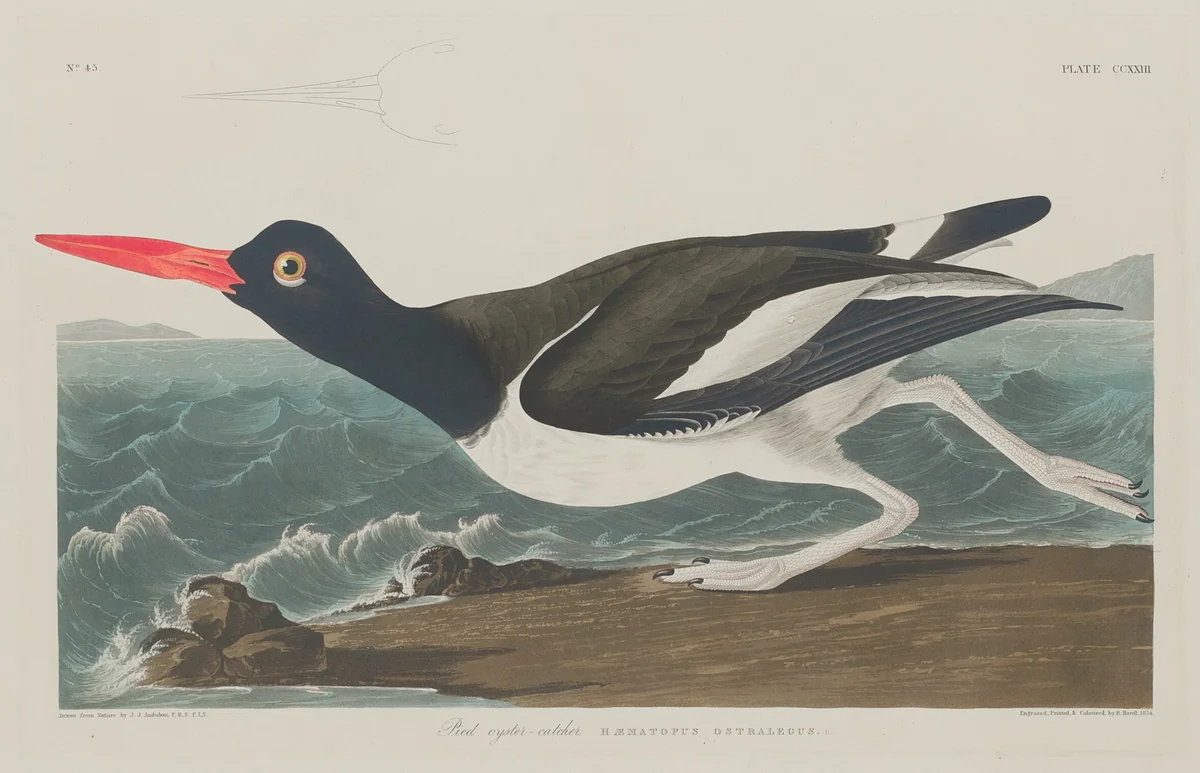 Pied Oyster-Catcher by Robert Havell, Jr.; John James Audubon, print, 1834